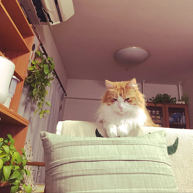 uchidaizuさんの実例写真