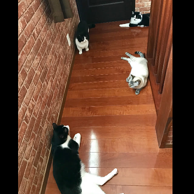 butachanさんの実例写真