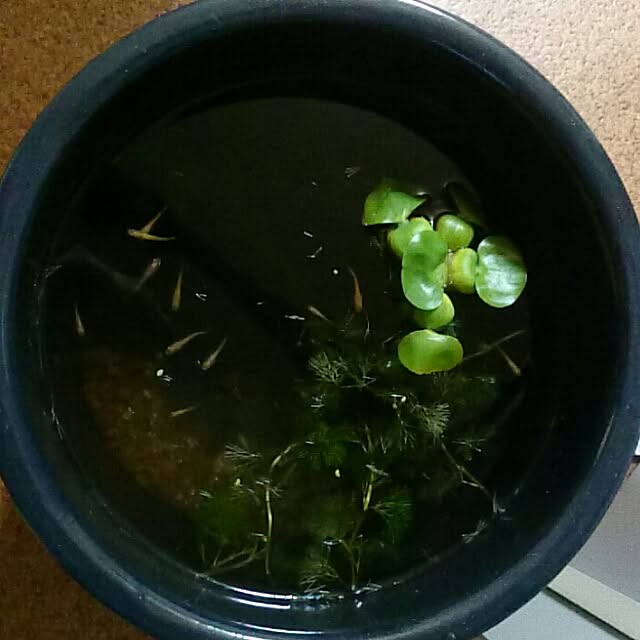 buririnkoさんの実例写真