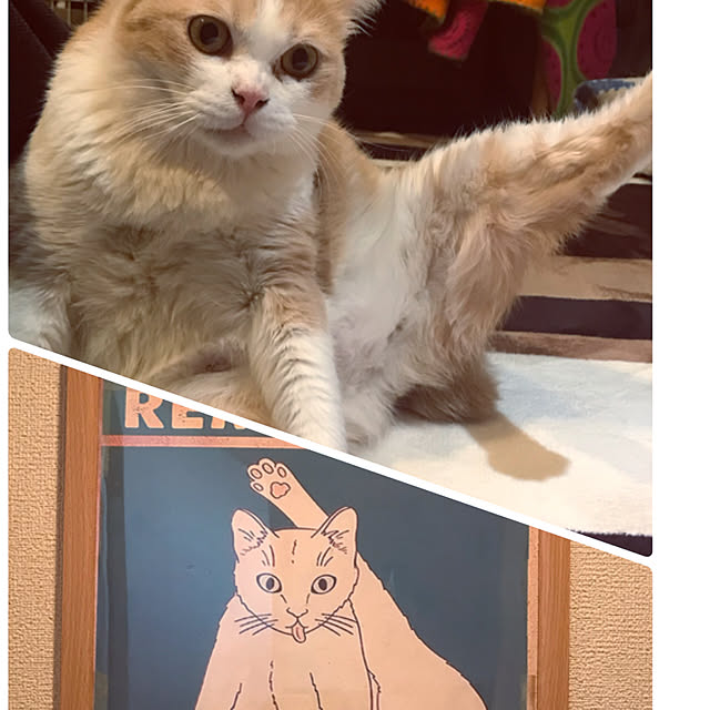 kou-kitiさんの実例写真