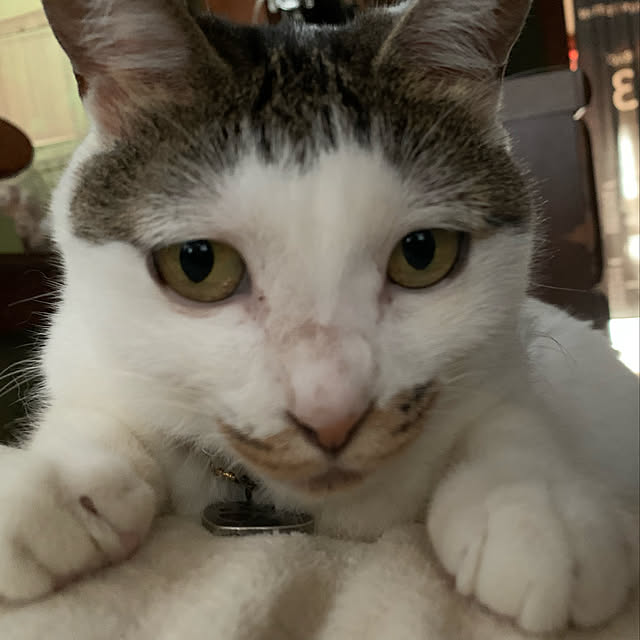 ねこのいる風景/ねこのいる日常/ねこと暮らす/猫/ベッド周りのインテリア実例 - 2021-10-02 12:40:24