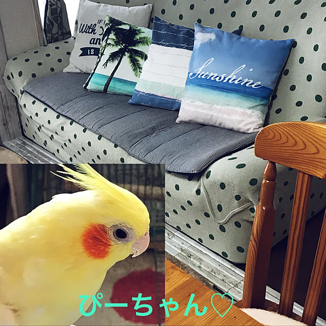 kurochanさんの実例写真