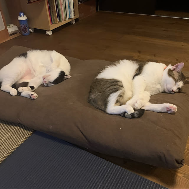 実例写真