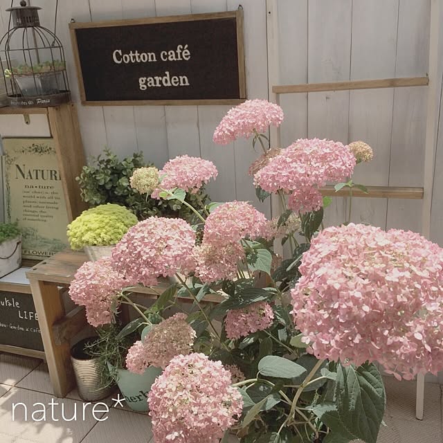 natureさんの実例写真