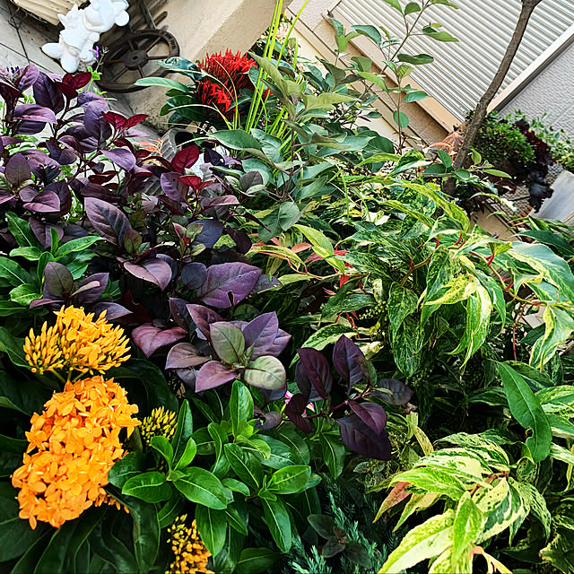 yukarin-gardenさんの実例写真