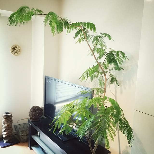 Shintaさんの実例写真