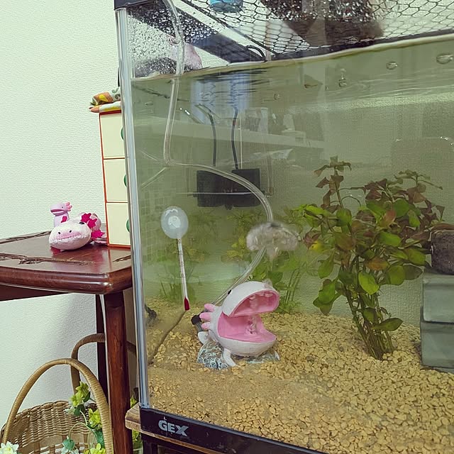 umeboshicyanさんの部屋