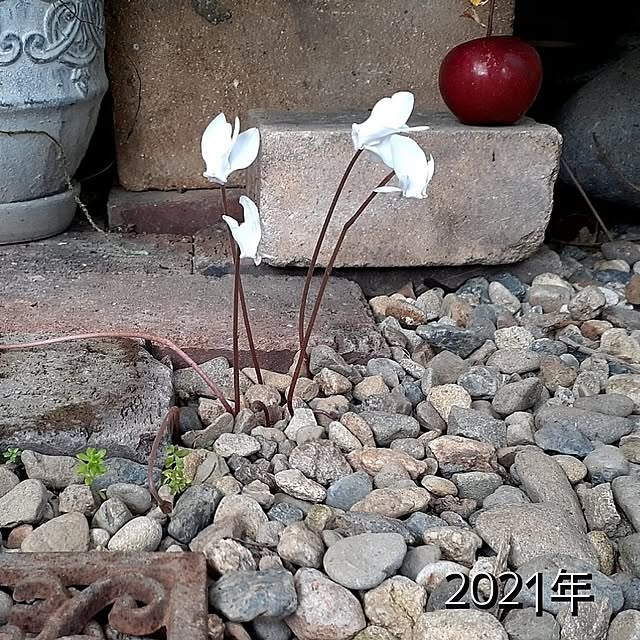 hana-さんの部屋