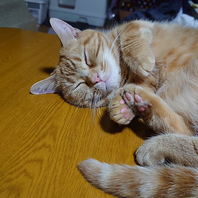 shinobuさんの実例写真
