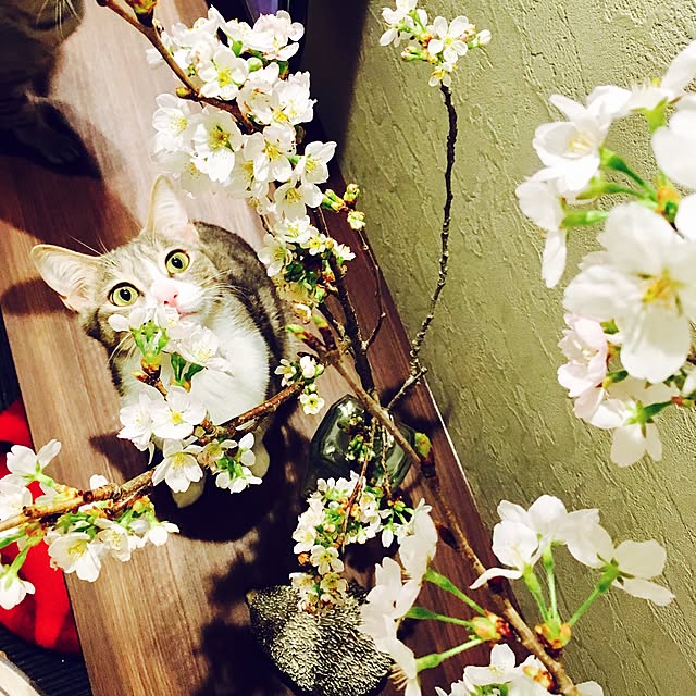 pepperさんの実例写真