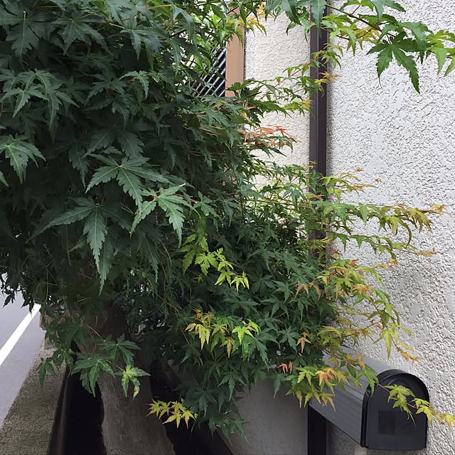 robinmamaさんの実例写真
