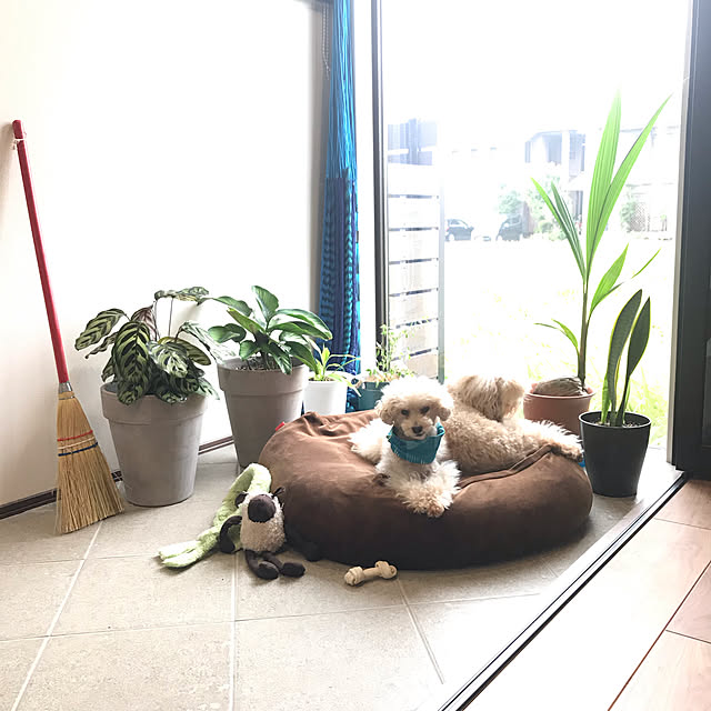 fuafuaさんの実例写真