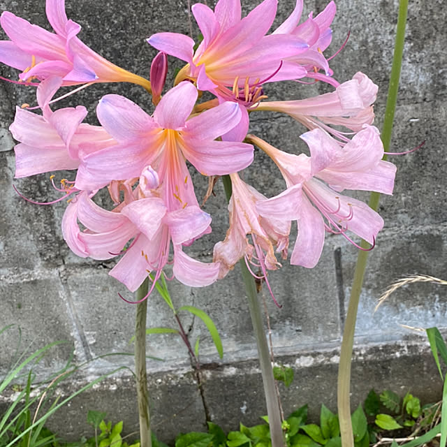 chIoeさんの実例写真