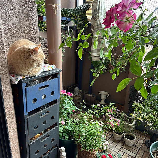 naokoさんの部屋