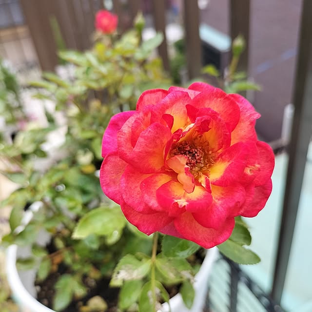 aoiroさんの実例写真