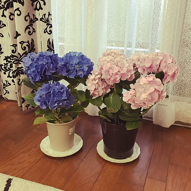 yukarinさんの実例写真