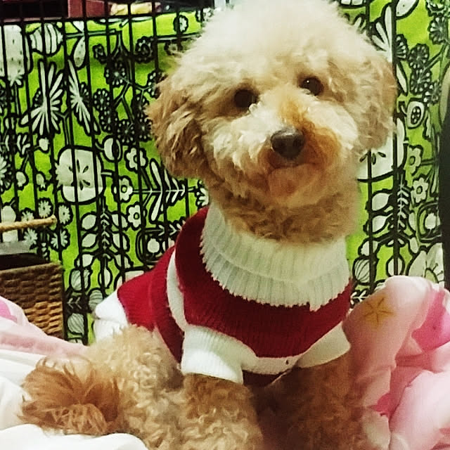nontenrunさんの実例写真