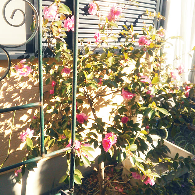 Tomopさんの実例写真