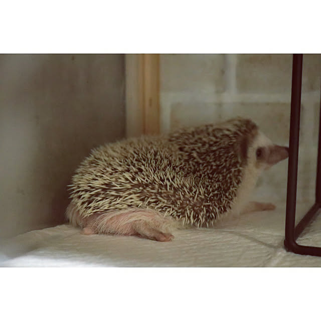 Chikakoさんの実例写真