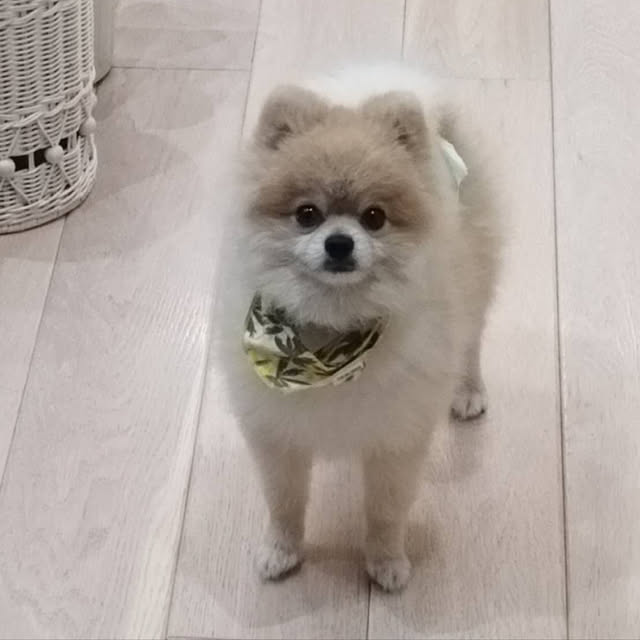 MAKARONさんの実例写真