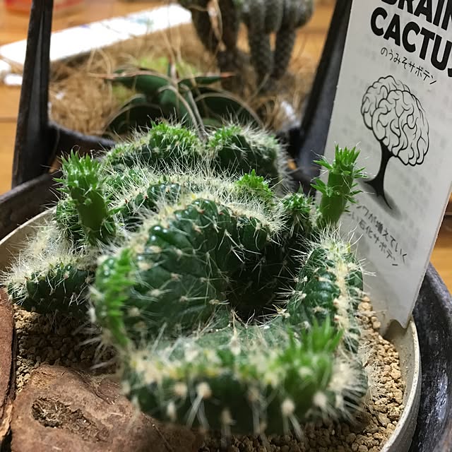 tetra163さんの実例写真