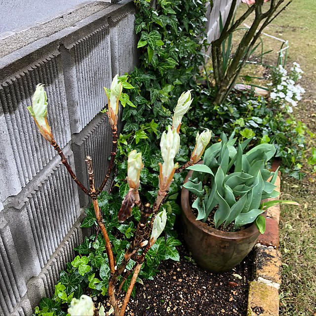 nanachanmamaさんの実例写真