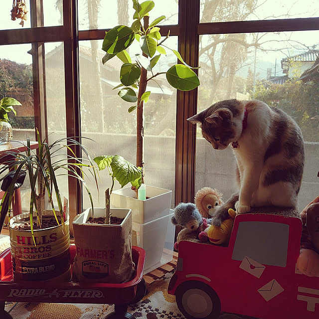 fukuさんの実例写真