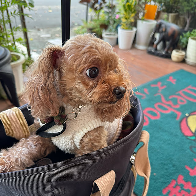 mamizaさんの部屋