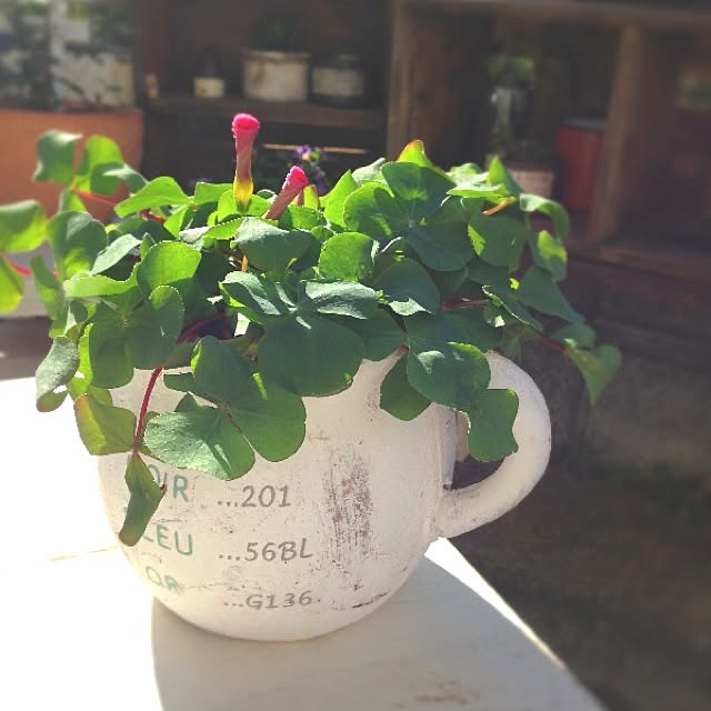 rookuさんの実例写真