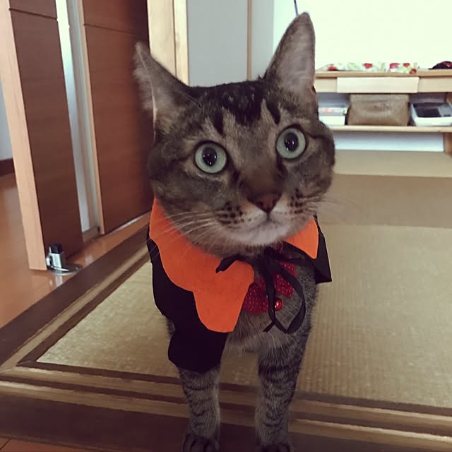 midumamaさんの実例写真