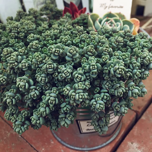ANTIQUEさんの実例写真