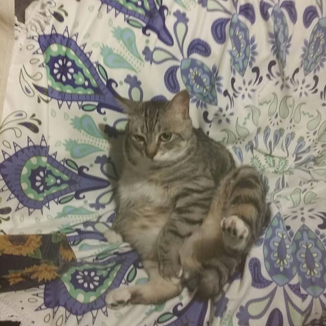 annさんの実例写真