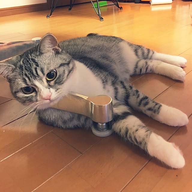 Shojiさんの実例写真