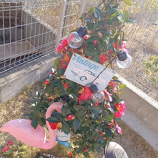 shiiitanさんの実例写真