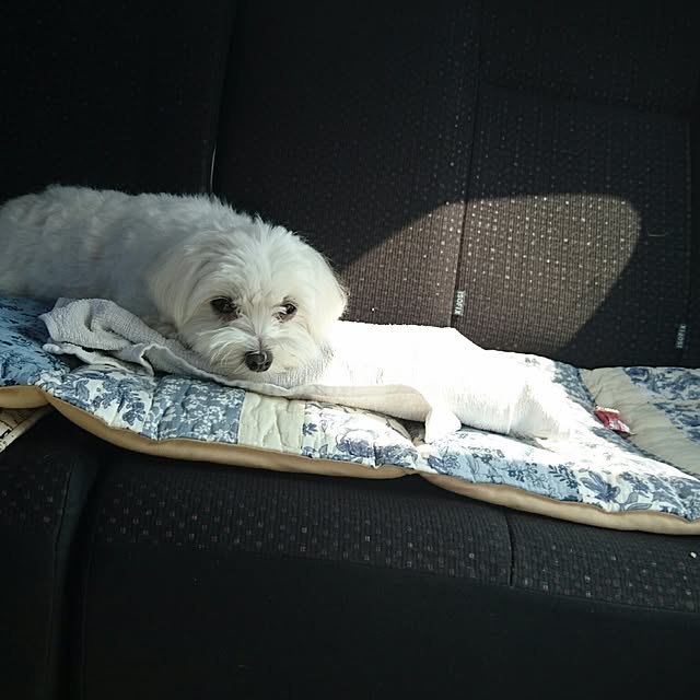 pocoさんの実例写真