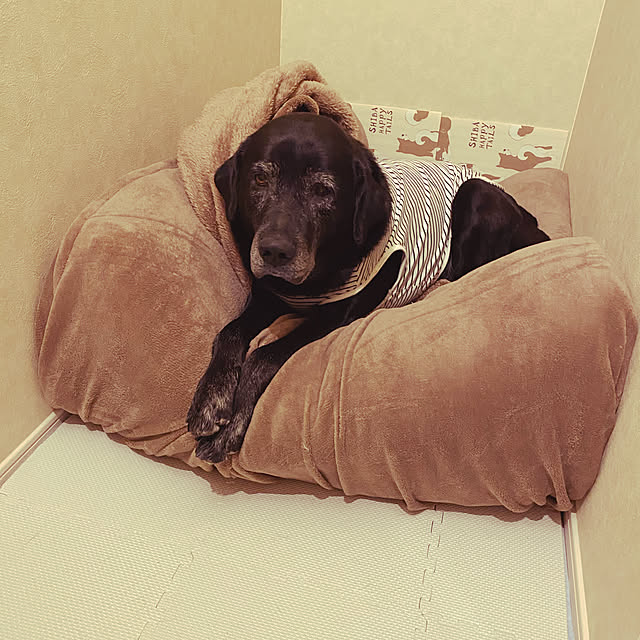 amamさんの実例写真