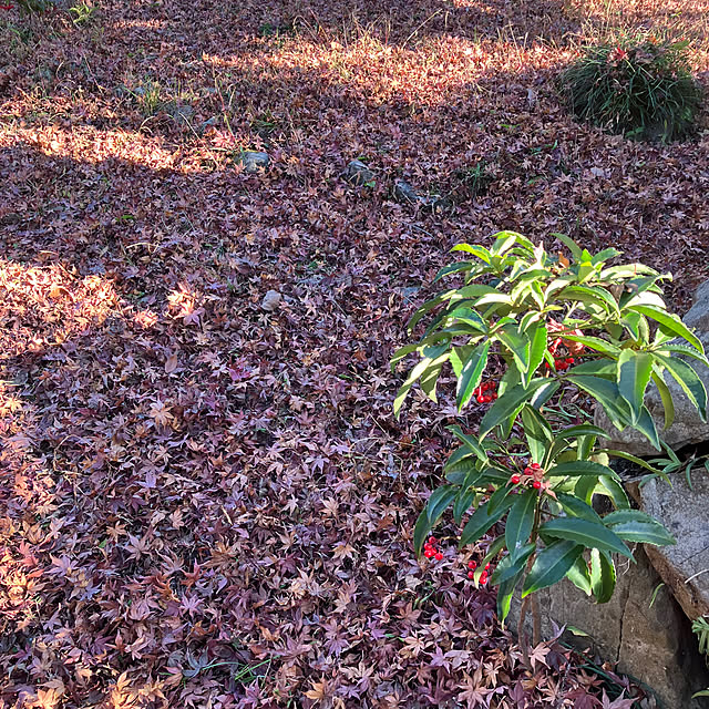 ikubooさんの部屋