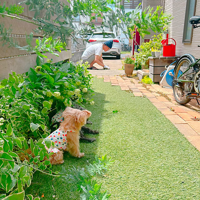 わたしの休日のすごし方/ガーデニングが好き/犬と暮らす/花のある暮らし/植物のある暮らし...などのインテリア実例 - 2023-05-07 21:03:38