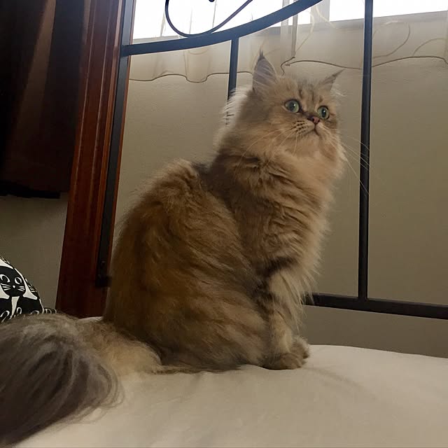 butachanさんの実例写真