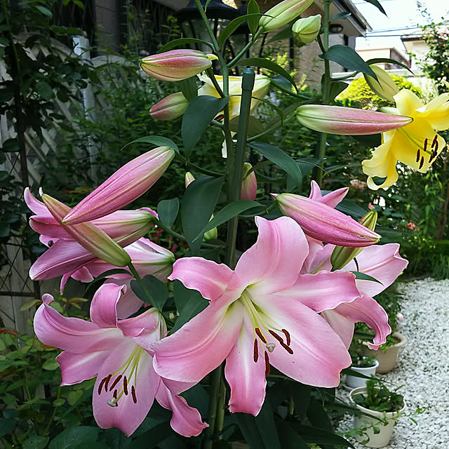 yuuandkoroさんの実例写真