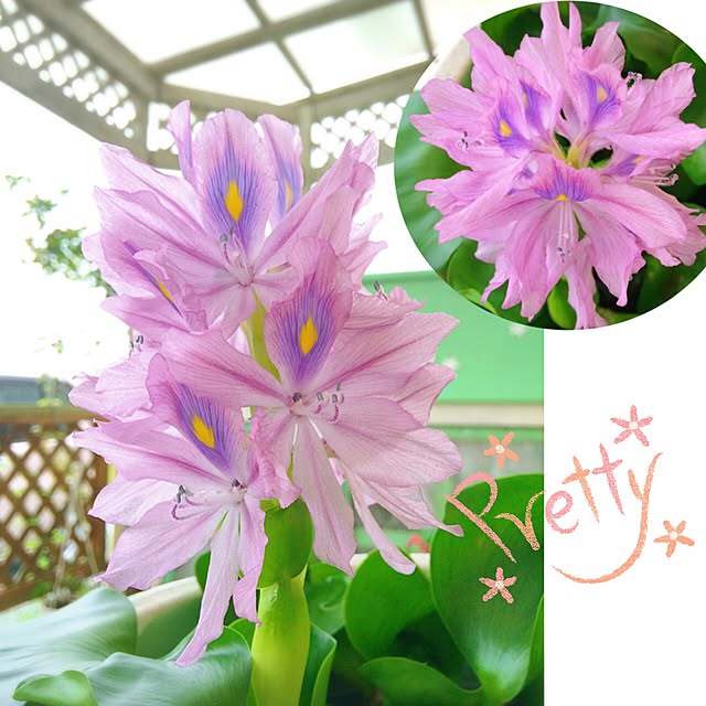 HappyRoseさんの実例写真