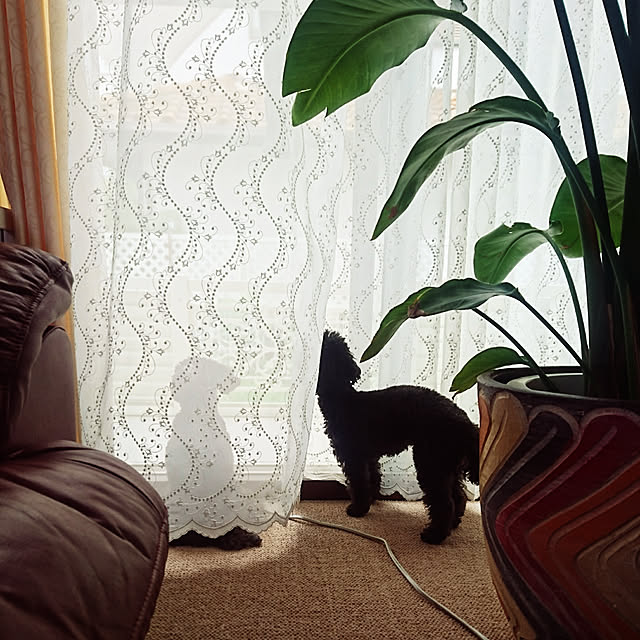 Rikoさんの実例写真