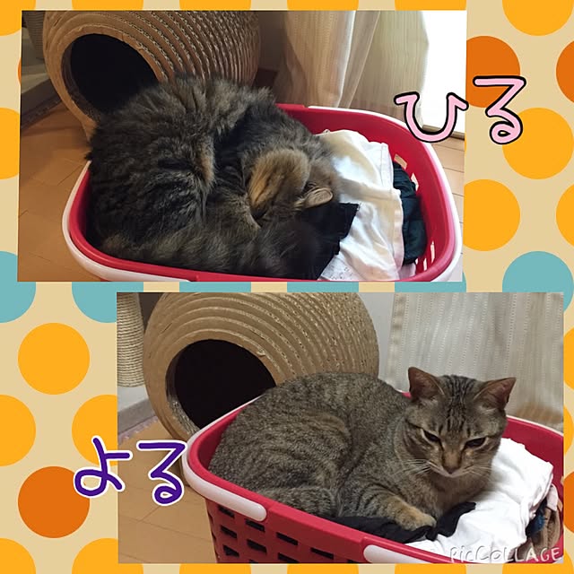 yuki0511さんの実例写真