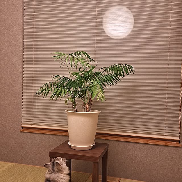 toramonaさんの部屋
