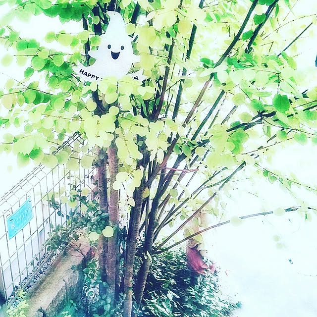 nico.さんの実例写真
