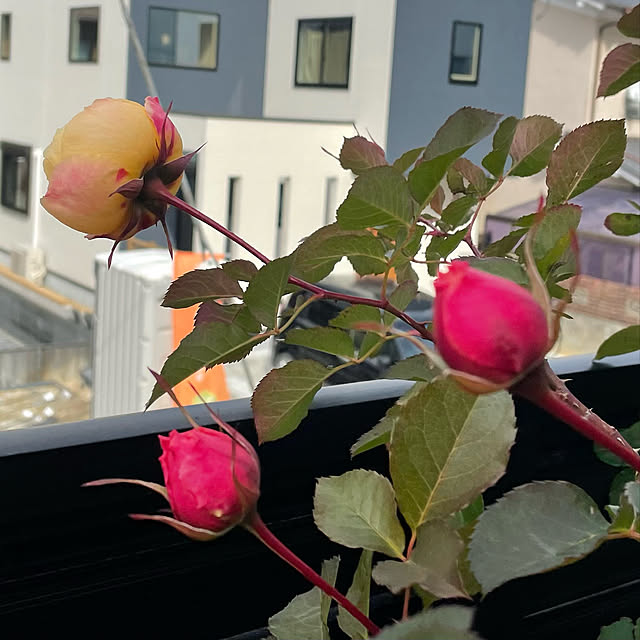 Bonnyさんの実例写真