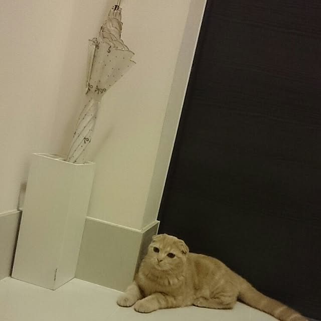 MarshmallowMuffinさんの実例写真