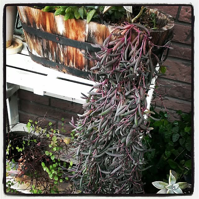 yukiさんの実例写真