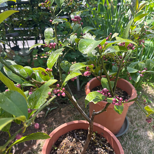 Virolさんの部屋