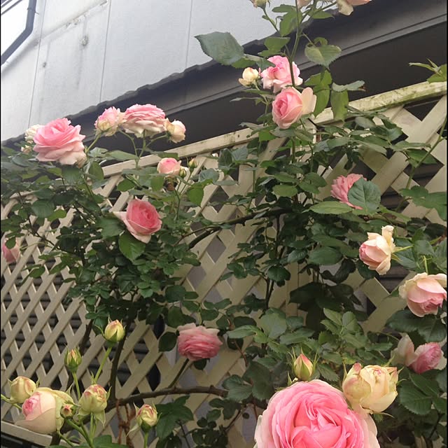 na-chanさんの実例写真
